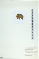 小團扇藻藏品圖，第3張