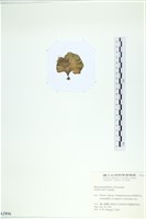 小團扇藻藏品圖，第3張
