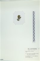 登錄號:A00002899藏品圖，第3張