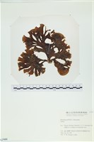 登錄號:A00002900藏品圖，第1張
