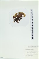 登錄號:A00002901藏品圖，第3張