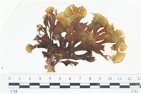 登錄號:A00002901藏品圖，第1張
