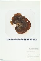登錄號:A00002902藏品圖，第1張