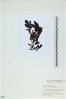 厚葉馬尾藻藏品圖，第3張