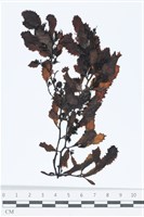 厚葉馬尾藻藏品圖，第1張