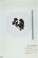 厚葉馬尾藻藏品圖，第3張