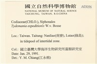 瘤枝藻藏品圖，第2張