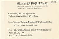瘤枝藻藏品圖，第2張