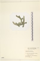瘤枝藻藏品圖，第3張