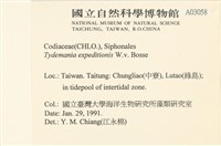 瘤枝藻藏品圖，第2張
