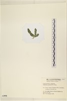 瘤枝藻藏品圖，第3張