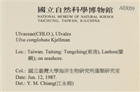 茶花石蓴, 牡丹菜藏品圖，第2張