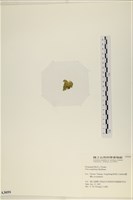 茶花石蓴, 牡丹菜藏品圖，第3張