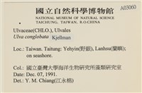 茶花石蓴, 牡丹菜藏品圖，第2張