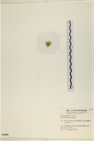 茶花石蓴, 牡丹菜藏品圖，第3張