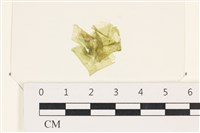 茶花石蓴, 牡丹菜藏品圖，第1張