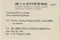 茶花石蓴, 牡丹菜藏品圖，第2張