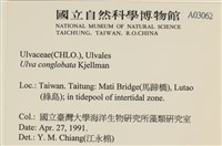 茶花石蓴, 牡丹菜藏品圖，第2張