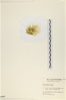 茶花石蓴, 牡丹菜藏品圖，第3張