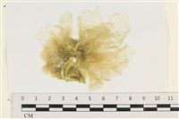 茶花石蓴, 牡丹菜藏品圖，第1張
