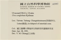 茶花石蓴, 牡丹菜藏品圖，第2張