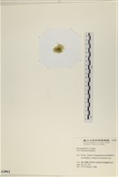 茶花石蓴, 牡丹菜藏品圖，第3張