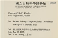 茶花石蓴, 牡丹菜藏品圖，第2張