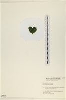 茶花石蓴, 牡丹菜藏品圖，第3張