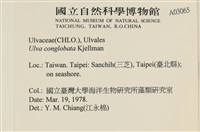 茶花石蓴, 牡丹菜藏品圖，第2張