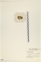 茶花石蓴, 牡丹菜藏品圖，第3張