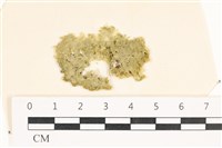 茶花石蓴, 牡丹菜藏品圖，第1張