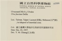 長片石蓴, 裂片石蓴藏品圖，第2張