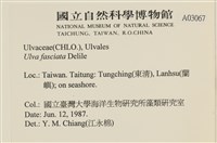 長片石蓴, 裂片石蓴藏品圖，第2張