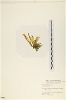 長片石蓴, 裂片石蓴藏品圖，第3張