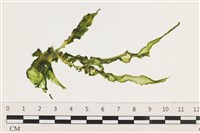 長片石蓴, 裂片石蓴藏品圖，第1張