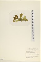 登錄號:A00003069藏品圖，第3張
