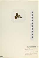 登錄號:A00003070藏品圖，第3張