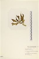 登錄號:A00003071藏品圖，第3張