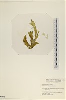 登錄號:A00003073藏品圖，第1張