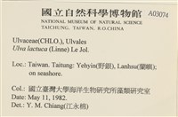 大石蓴, 石蓴藏品圖，第2張