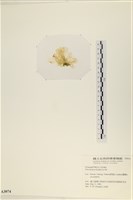 大石蓴, 石蓴藏品圖，第3張