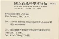 大石蓴, 石蓴藏品圖，第2張