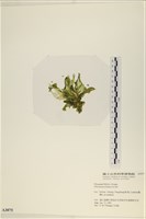 大石蓴, 石蓴藏品圖，第3張