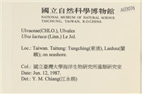 大石蓴, 石蓴藏品圖，第2張