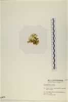 大石蓴, 石蓴藏品圖，第3張