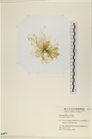 大石蓴, 石蓴藏品圖，第3張