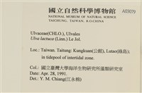 大石蓴, 石蓴藏品圖，第2張