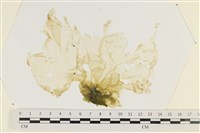 大石蓴, 石蓴藏品圖，第1張