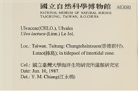 大石蓴, 石蓴藏品圖，第2張