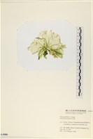 大石蓴, 石蓴藏品圖，第3張